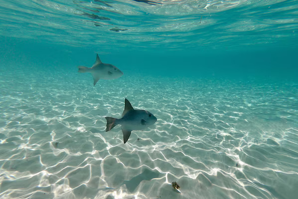 Arrecifes de Cozumel National Park near Secrets Aura Cozumel with vibrant coral reefs and clear Caribbean waters